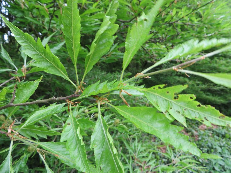 Farnbuche ((Fagus sylvatica) (3)